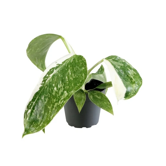 Philodendron 'Jose Buono'