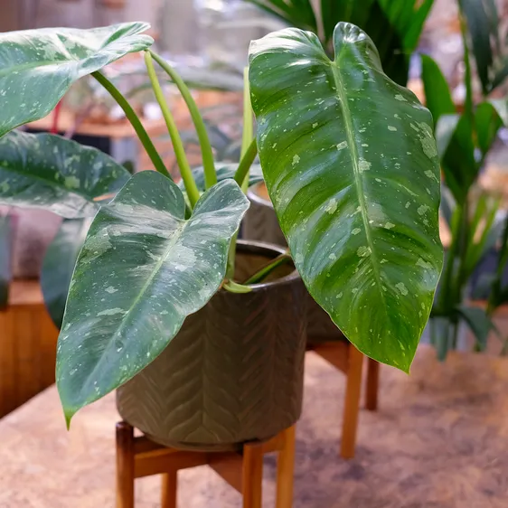 Philodendron 'Jose Buono' 15cm - image 1