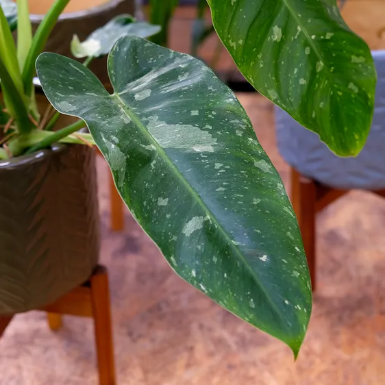 Philodendron 'Jose Buono' 15cm - image 2