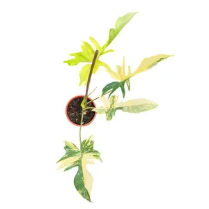 Philodendron 'Kitina' - image 1