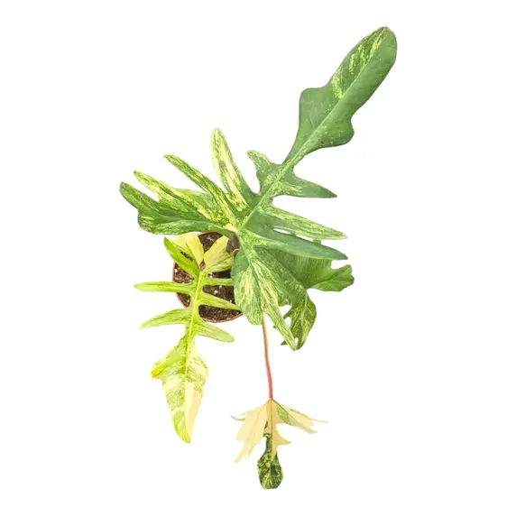 Philodendron 'Kitina' - image 2