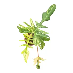 Philodendron 'Kitina' - image 2