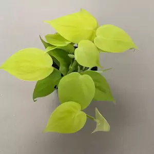 Philodendron hederaceum 'Lemon Lime' 12cm