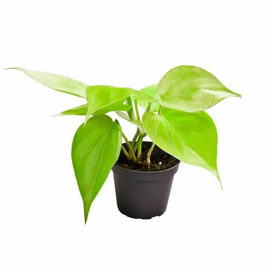 Philodendron hederaceum 'Lemon Lime' 6cm