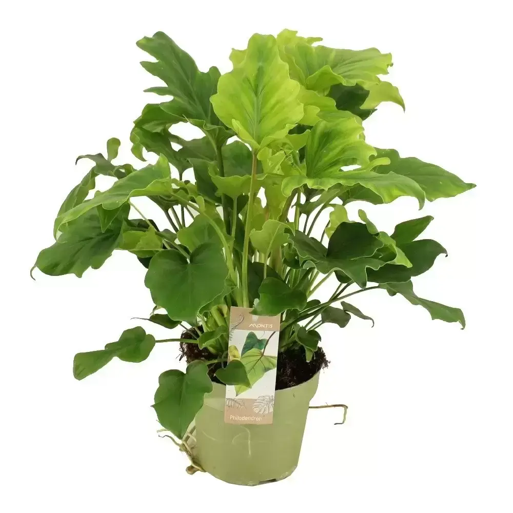 Philodendron Bipinnatifidum Little Hope Cowell S Garden Centre Woolsington