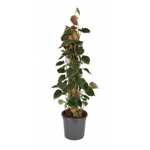 Philodendron lupinum