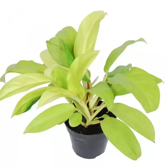 Philodendron 'Malay Gold' 12cm - image 2