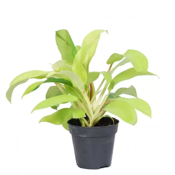 Philodendron 'Malay Gold' 12cm - image 3