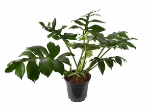 Philodendron 'Mayoi' 10.5cm - image 2