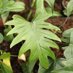 Philodendron 'Mayoi'