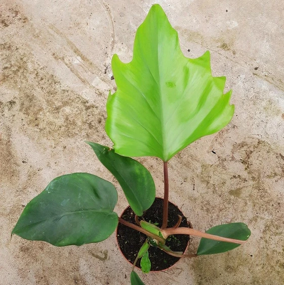 Philodendron 'Mayoi' 10.5cm - image 1