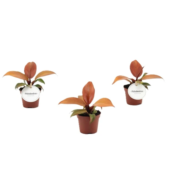 Philodendron 'McColley's Finale' 6cm