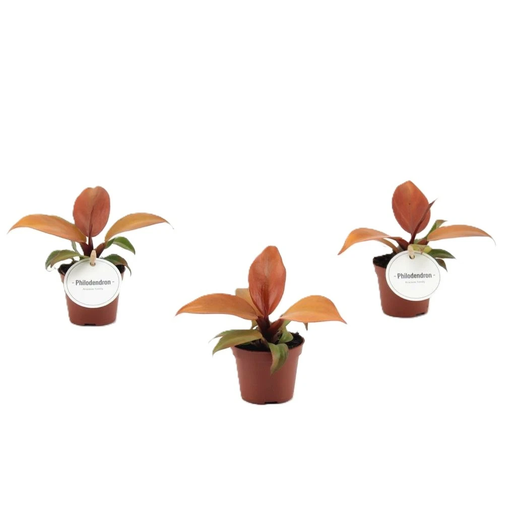 Philodendron 'McColley's Finale' 6cm - Cowell's Garden Centre | Woolsington