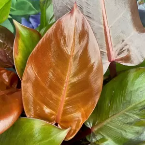 Philodendron 'McColley's Finale' 12cm - image 1