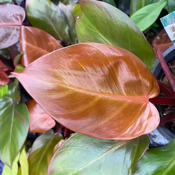 Philodendron 'McColley's Finale' 12cm - image 2
