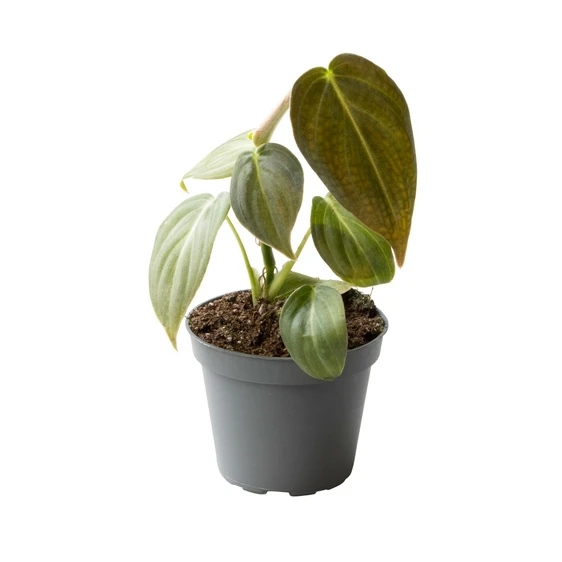 Philodendron melanochrysum 6cm