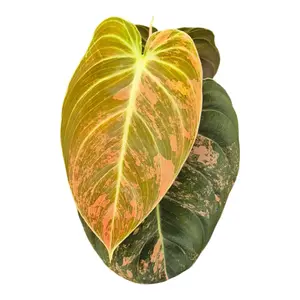 Philodendron melanochrysum 'Variegata' 9cm