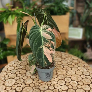 Philodendron melanochrysum 'Variegata' - image 3