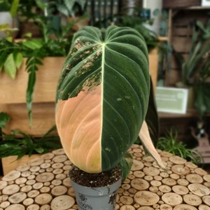 Philodendron melanochrysum 'Variegata' - image 2
