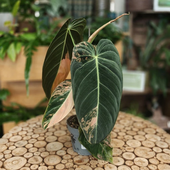 Philodendron melanochrysum 'Variegata' - image 1