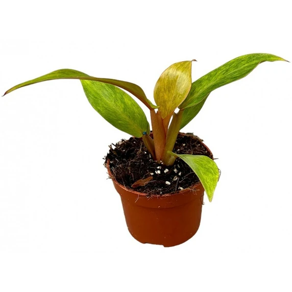 Philodendron 'Orange Marmalade'