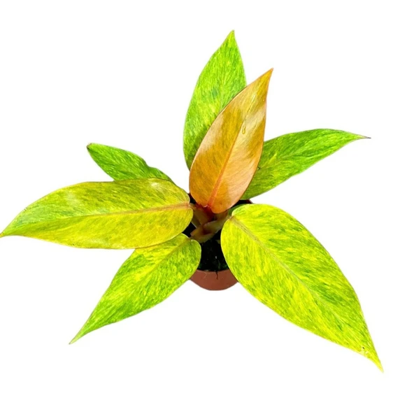 Philodendron 'Orange Marmalade' 11cm - image 2