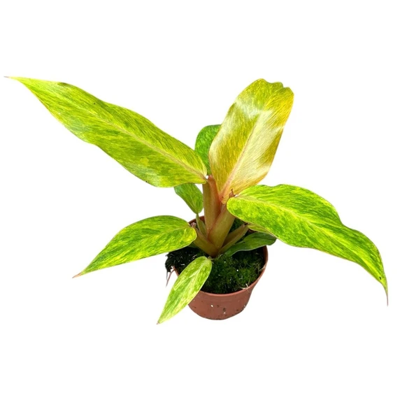 Philodendron 'Orange Marmalade' 11cm - image 1