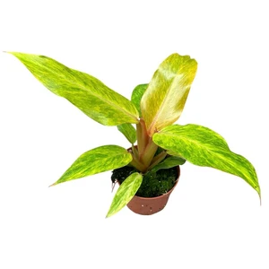 Philodendron 'Orange Marmalade' 11cm - image 1