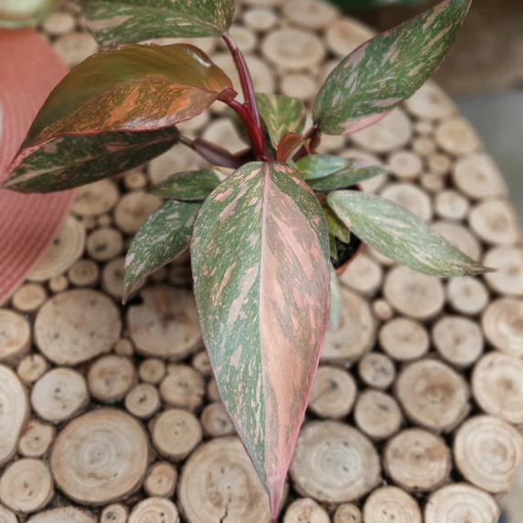 Philodendron 'Orange Princess' - image 1