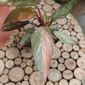 Philodendron 'Orange Princess'
