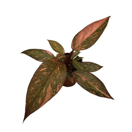 Philodendron 'Orange Princess'