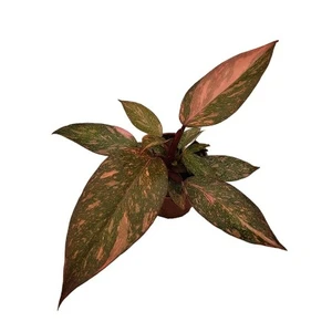 Philodendron 'Orange Princess'