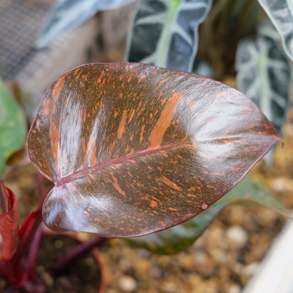 Philodendron 'Orange Princess Galaxy'