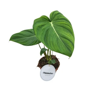 Philodendron pastazanum x McDowell