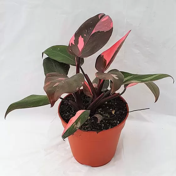 Philodendron 'Pink Princess' 12cm - image 1