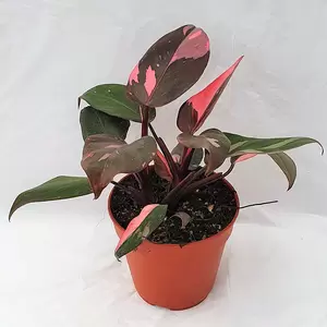 Philodendron 'Pink Princess' 12cm