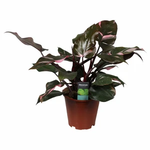 Philodendron 'Pink Princess' 15cm - image 4