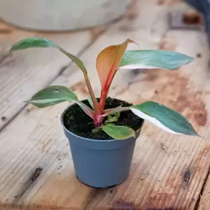Philodendron 'Pink Princess' 6cm
