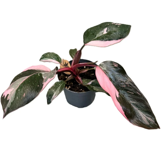 Philodendron 'Pink Princess' 9cm
