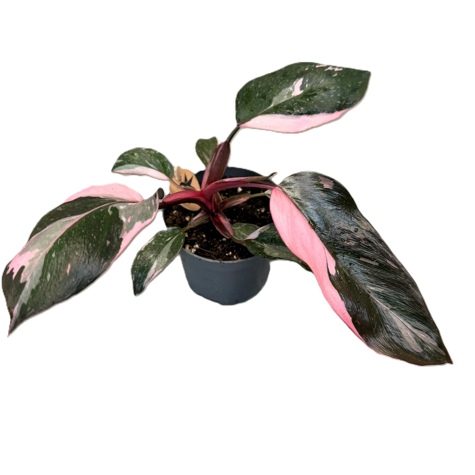 iridescent plants RARE Rex Begonia U578 Blue Iridescent Shimmer Live House Starter Plant  Potted 4” gift main image 1