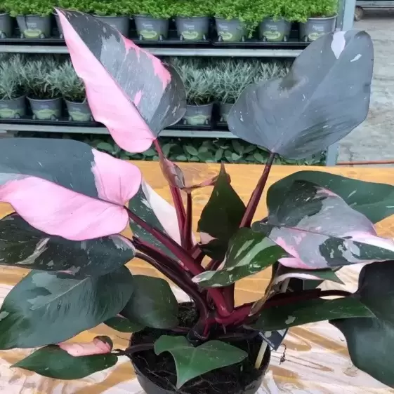 Philodendron 'Pink Princess' 15cm - image 2