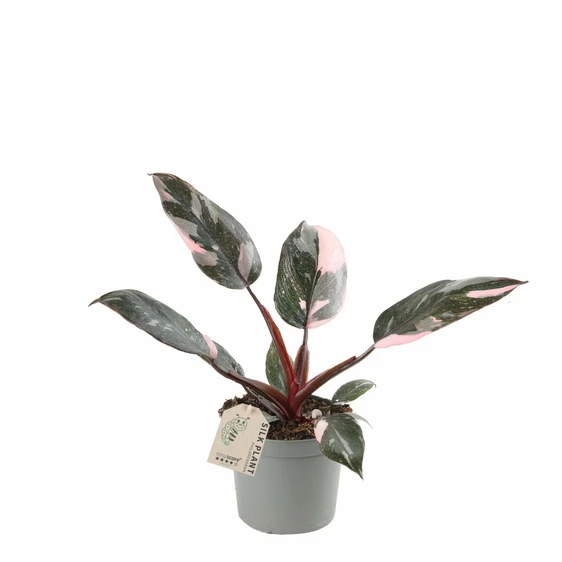 Philodendron 'Pink Princess Marble' 6cm