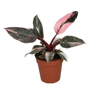 Philodendron 'Pink Princess Marble' 9cm - image 2