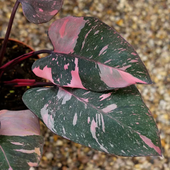 Philodendron 'Pink Princess Marble' 14cm - image 1