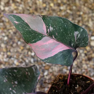 Philodendron 'Pink Princess Marble' 14cm - image 2