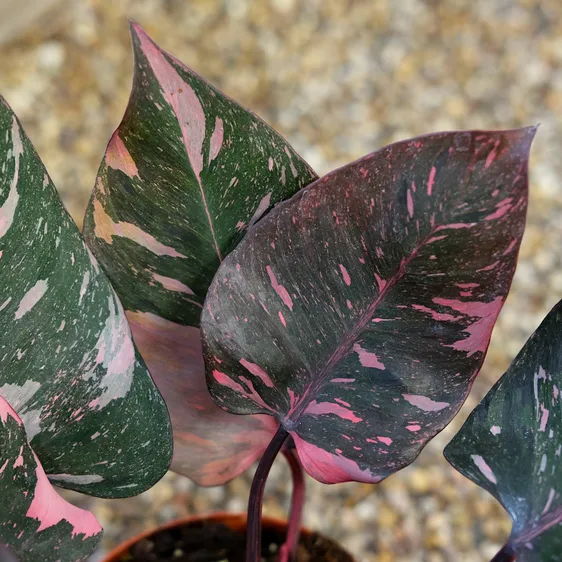 Philodendron 'Pink Princess Marble' 14cm - image 3