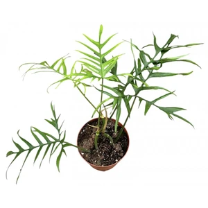 Philodendron polypodioides