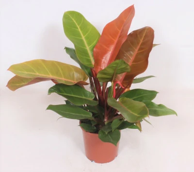 Philodendron 'Prince of Orange' 17cm