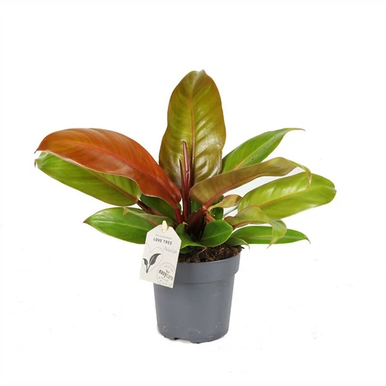 Philodendron 'Prince of Orange' 12cm