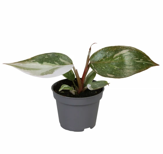 Philodendron 'Red Anderson' 6cm